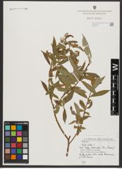 Foto von Salix alba L.